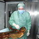 Image for article titled The Science of Mummies